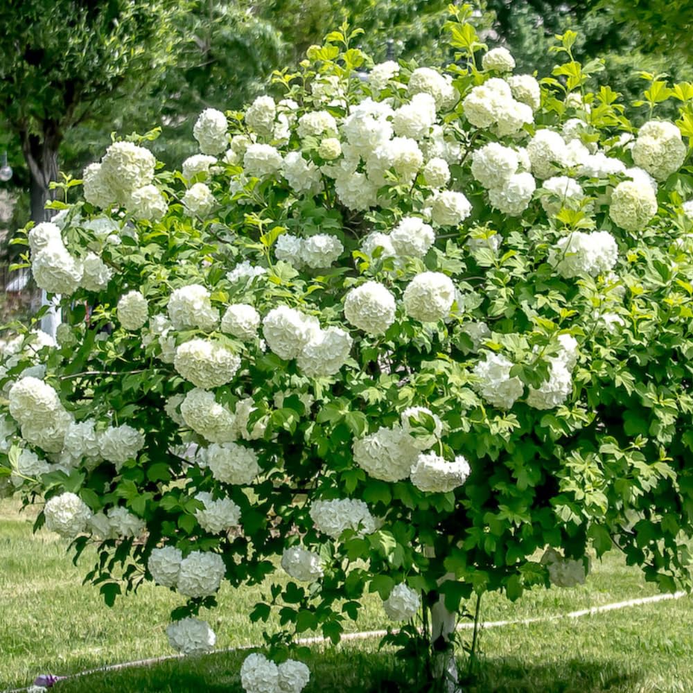 2 Old Fashion Viburnum Plants Live for Planting, Snowball Viburnum Live Plants 6 to 10 Inches Height, 4" Pots, Viburnum Shrubs