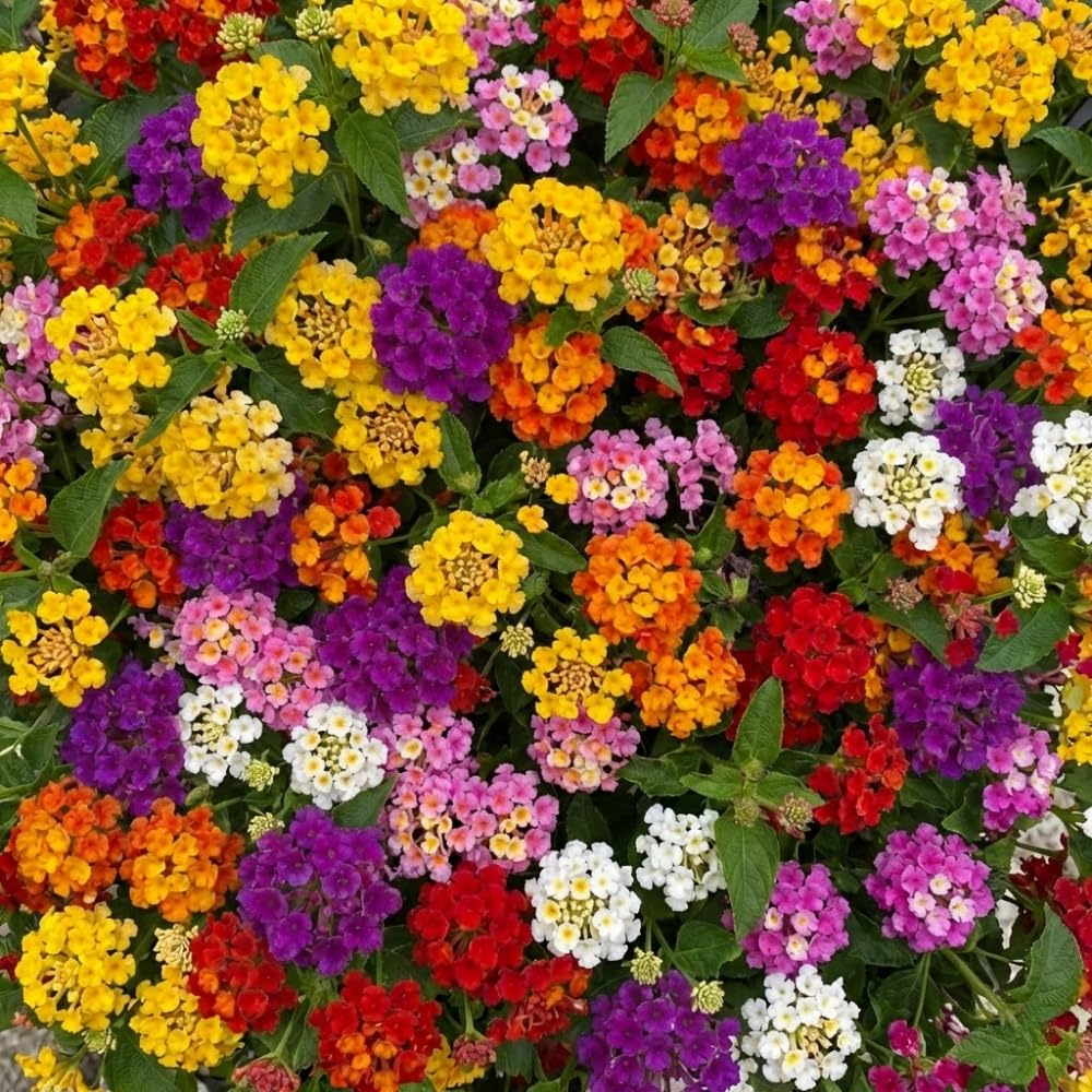 Mixed 4 Lantana Plants Live for Planting Outdoor, Lantana Trees or Trailing, Ready to Bloom, Hardy, Long Blooming Vibrant Perennial, 4-6" in Tall Spring Growing