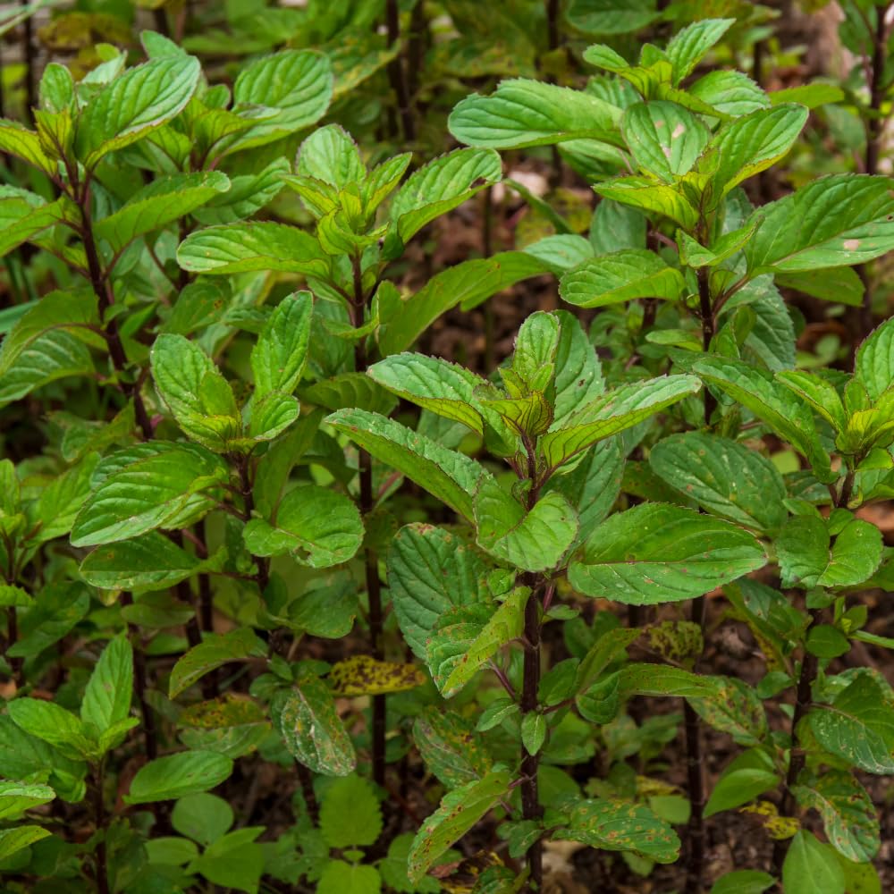 Mint Plant Live, 3 Chocolate Mint Herb Plants, 4 to 6 Inc Tall, Fragrant Perennial Plants for Gardening Outdoor, No Pot