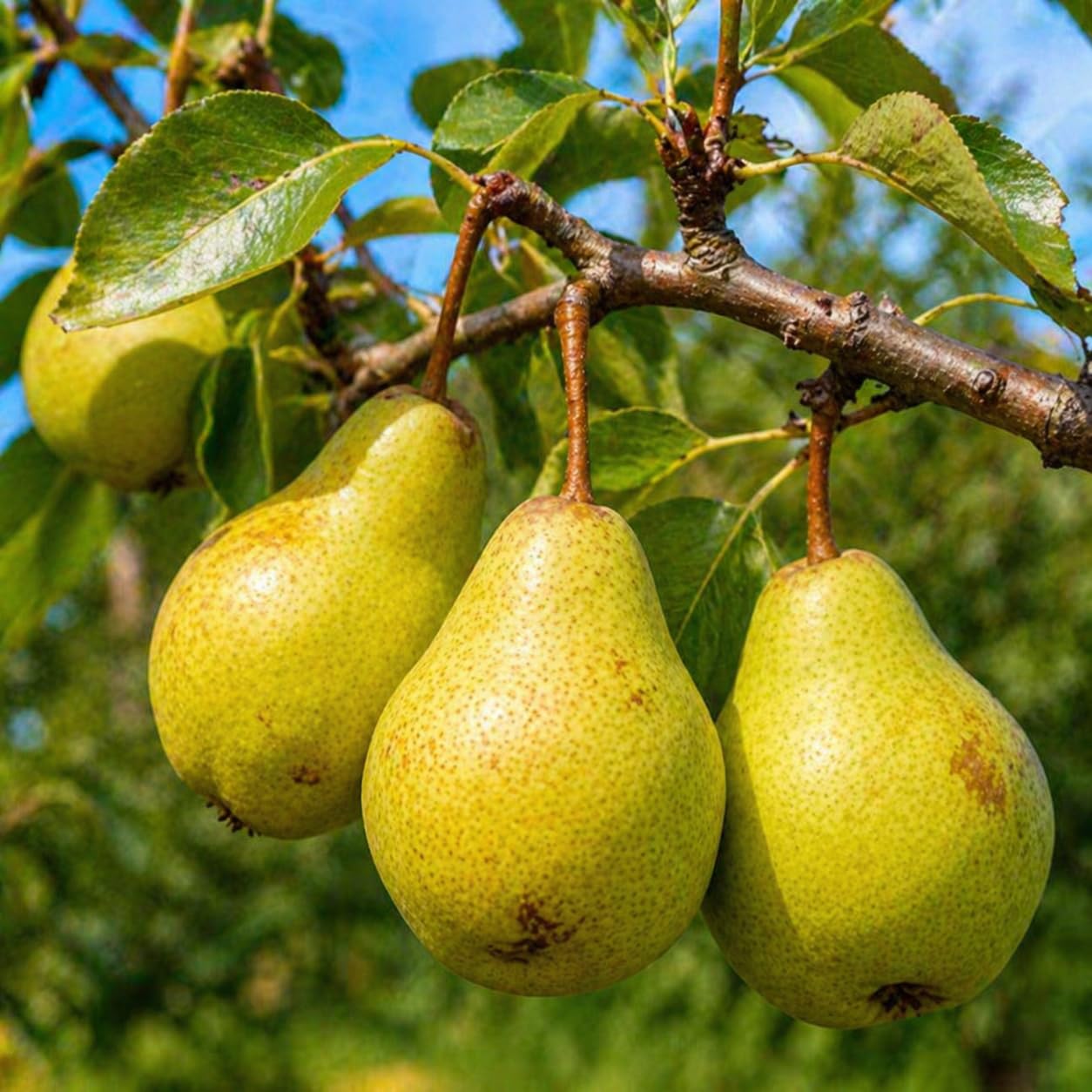 Kieffer Pear Tree - 12-18" Tall Live Plant - Grafted - Fast Growing Flowering Hardy Tree - Sweet Edible Fruit Pollinator - Pyrus communis x pyrifolia 'Kieffer'