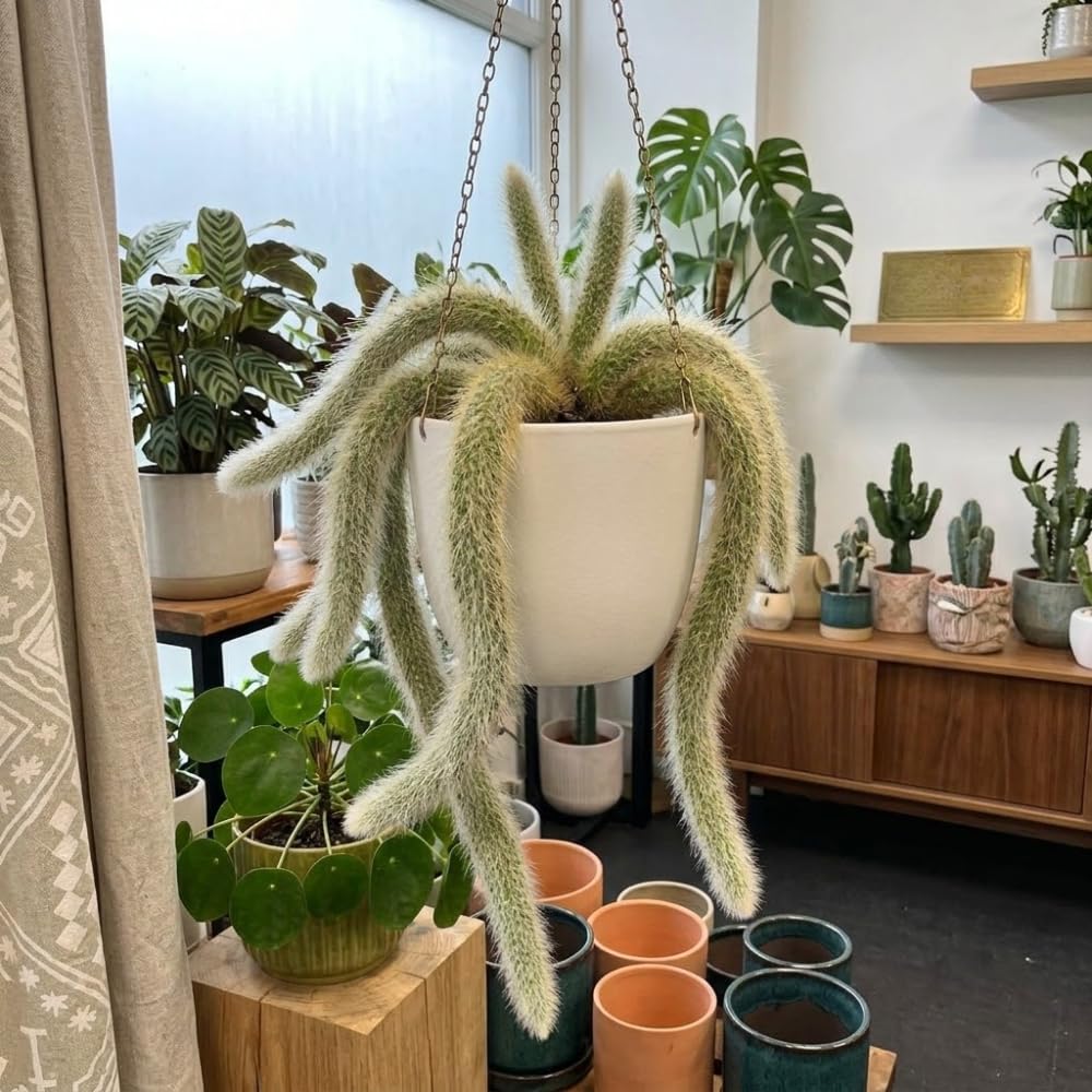 Monkey Tail Cactus Live Plant | 7-9 Inch Tall, Rare Live Succulents for Indoor & Outdoor Decoration, Low Maintenance Fuzzy Cactus for Sunny Windows and Spots
