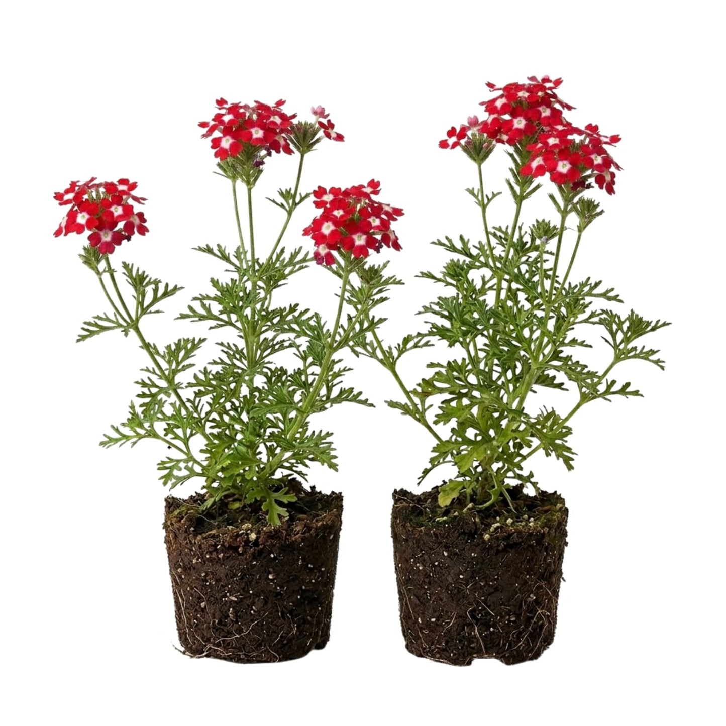 2 Verbena Live Plants, Trailing Verbena Plants for Planting Outdoor, Perennial Ground Cover Flowers 4-7 Inches (Bicolor)