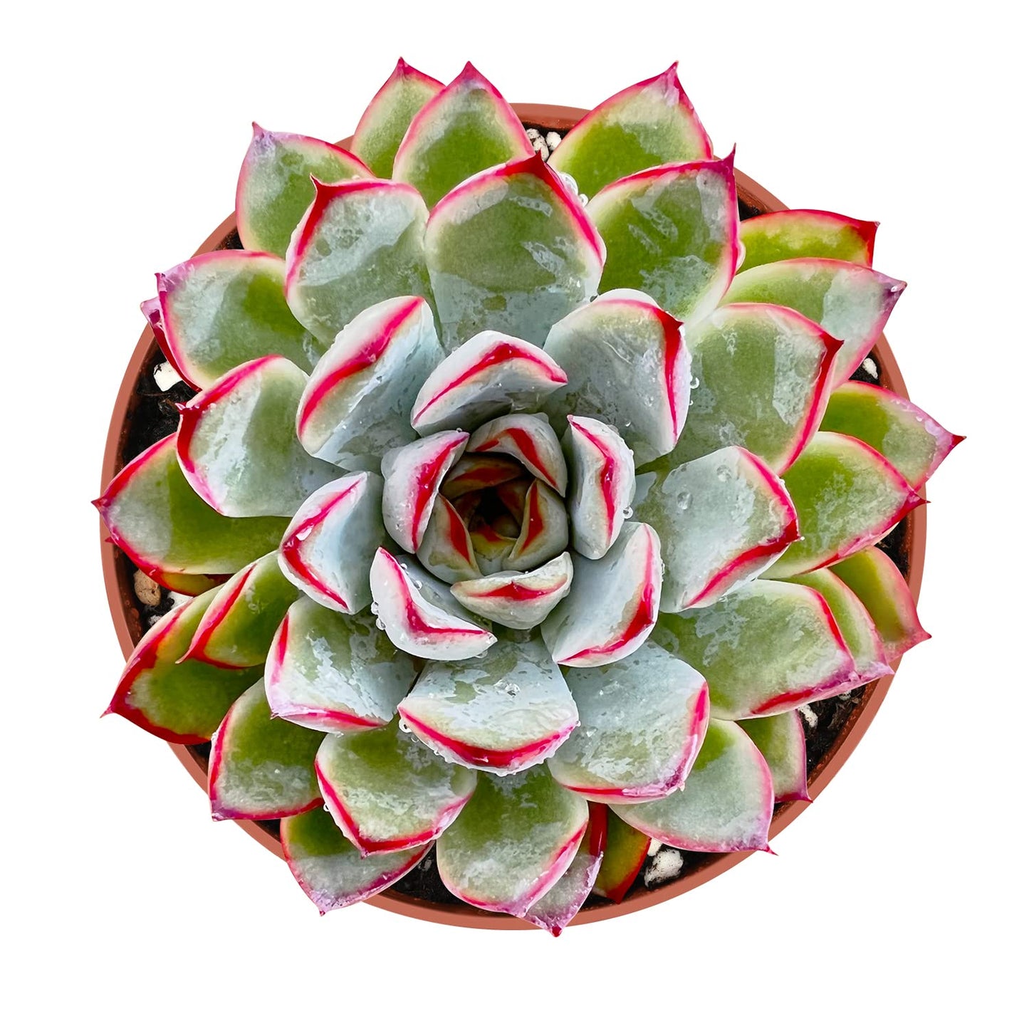 Sprout N Green Echeveria Pulidonis, Mini Live Succulent Fully Rooted in 4" Pot with Soil Mix, House Plant for Indoor Outdoor Home Office Wedding Decoration Party Favor, Pets Friendly