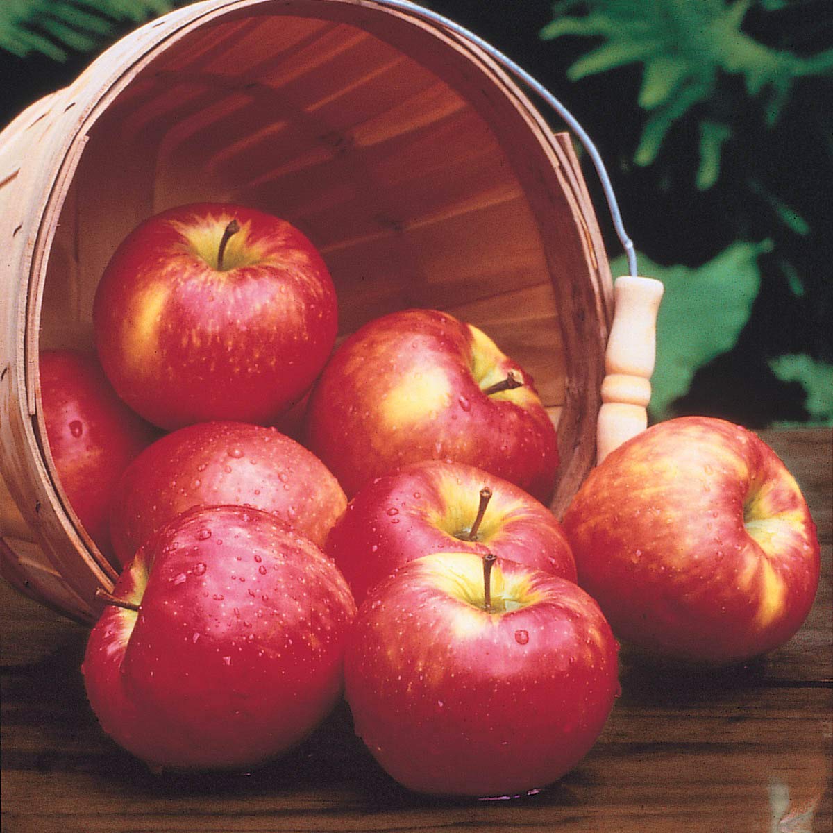 GURNEY'S - Honeycrisp Apple Fruit Tree, Dormant Bare Root Starter Tree, 1-Pack - Can't Ship to The State of Montana