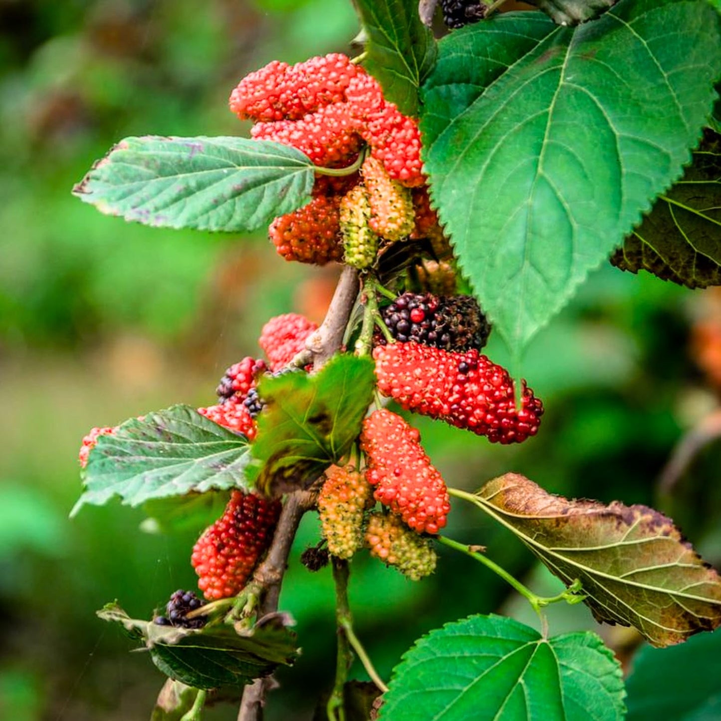 2 Red Mulberry Plants Live, 5-9 Inch Tall, Mulberry Fruit Trees Live Plants, Mulberry Seedlings