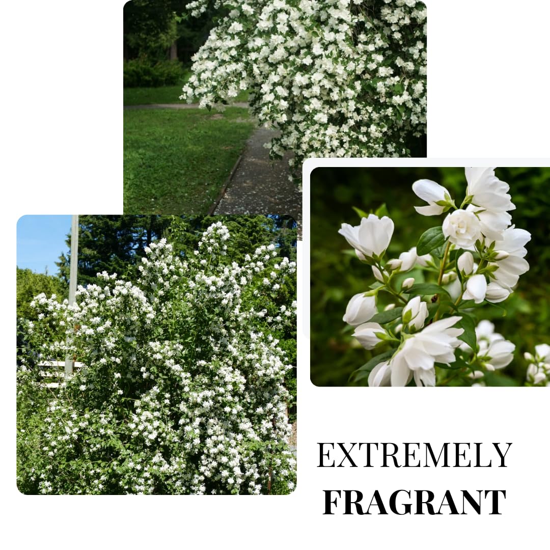 1 Year Old Philadelphus Mock Orange Bush Tree Live Plant, Very Fragrant, Cold Hardy, Dormant in Winter