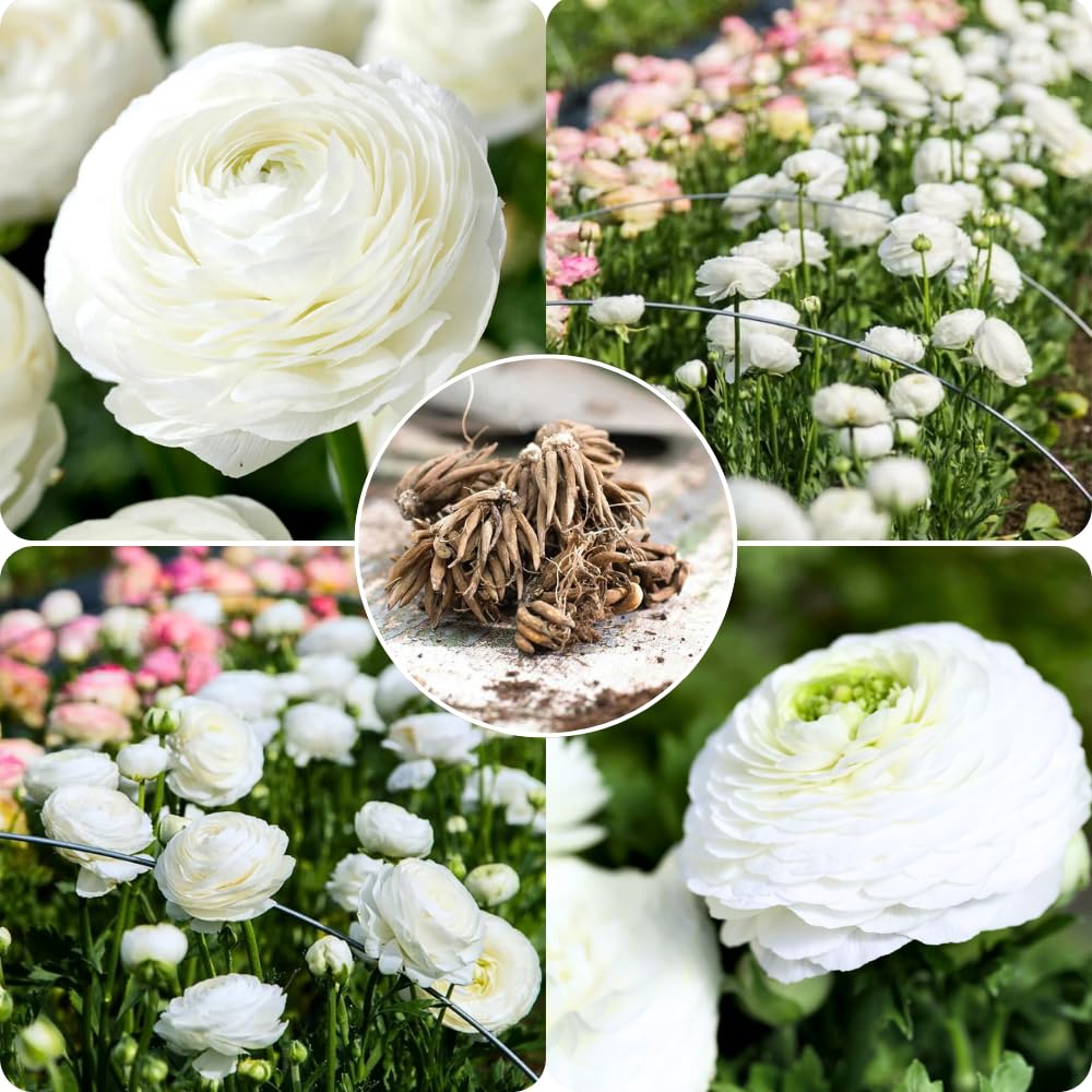 25 Ranunculus Bulbs for Spring Planting, Perennial Flowers Bulbs for Gardens, Vibrant Peony Buttercup Corms for Outdoor Borders (White Ranunculus)