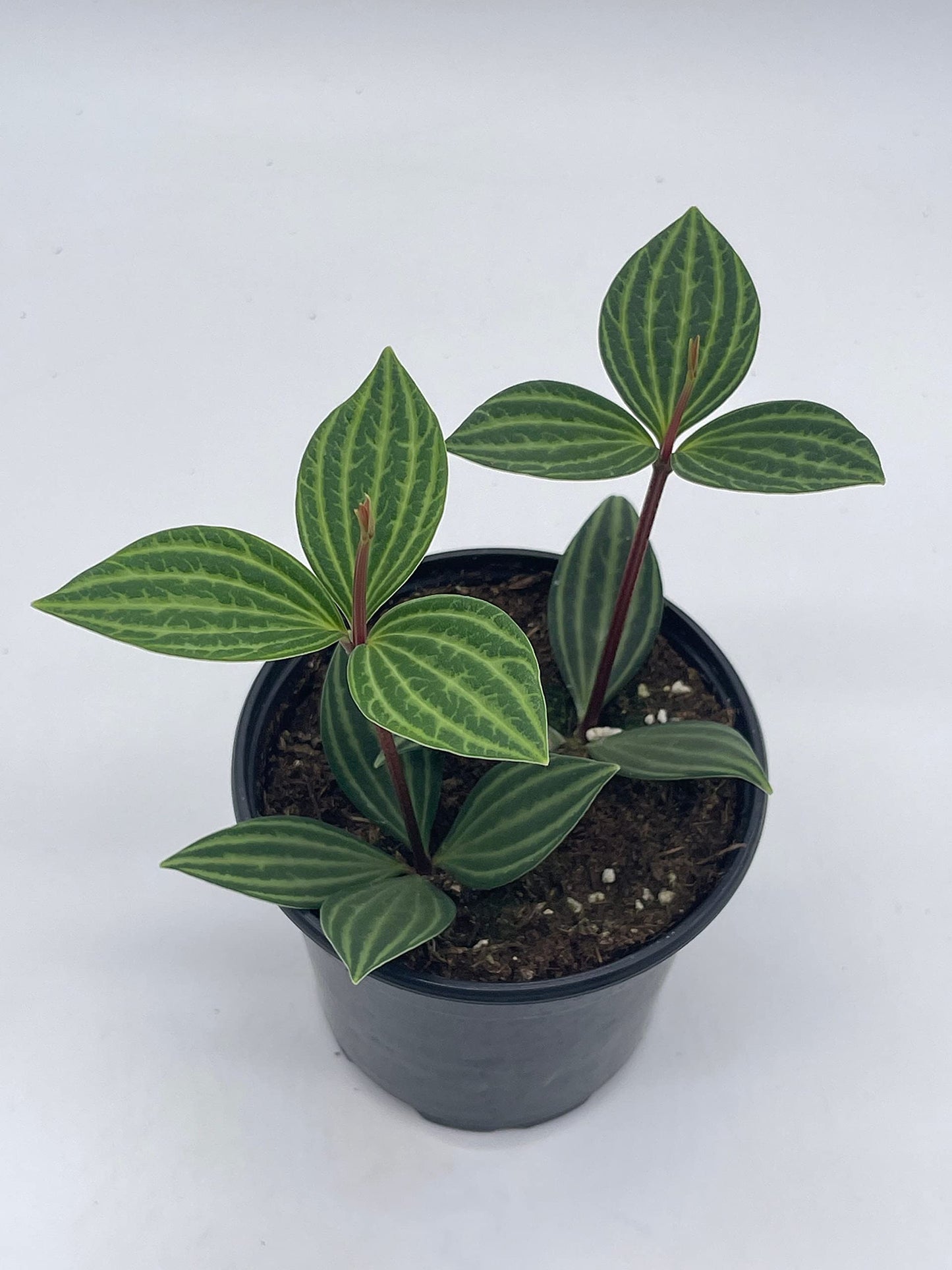 BubbleBlooms Peperomia Puteolata in a 4 inch Pot Stilt Parallel Peperomia