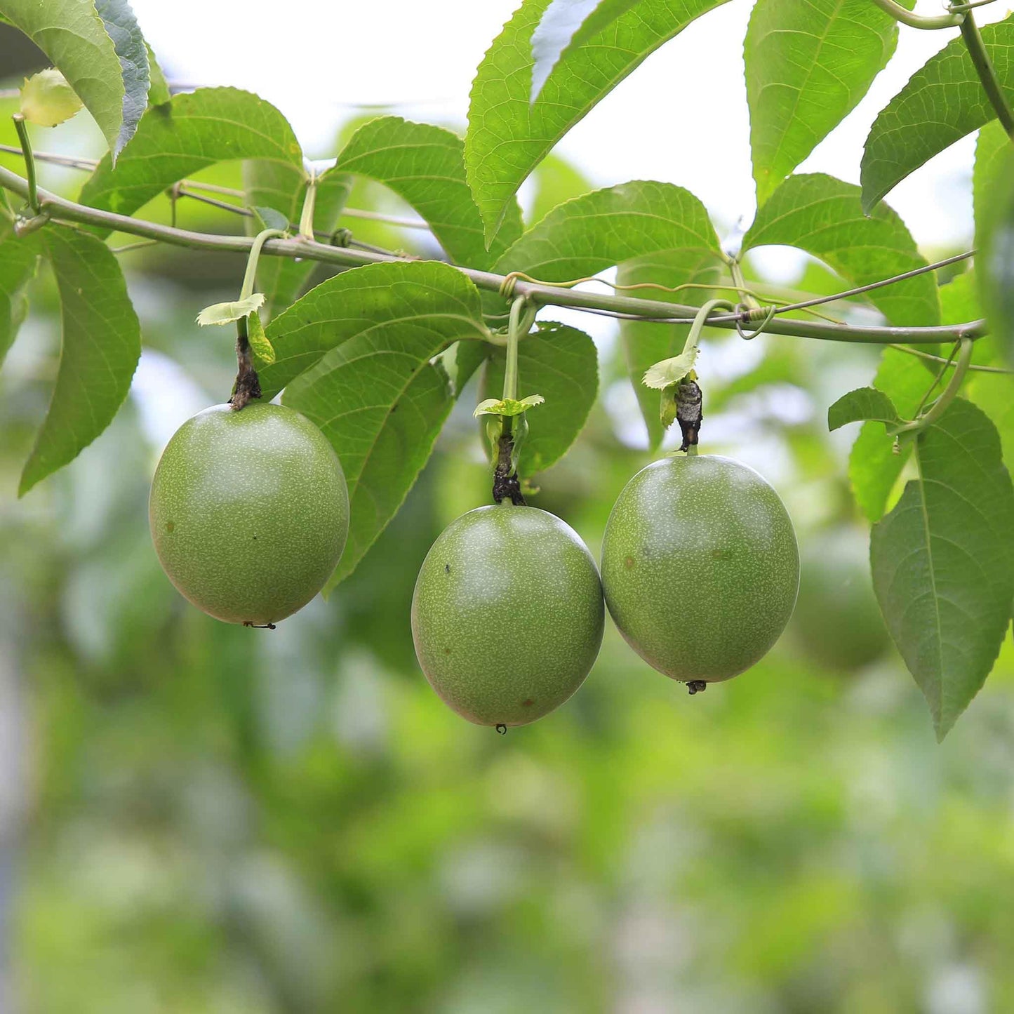 Eden Brothers Passiflora Seeds - Purple Passion Flower