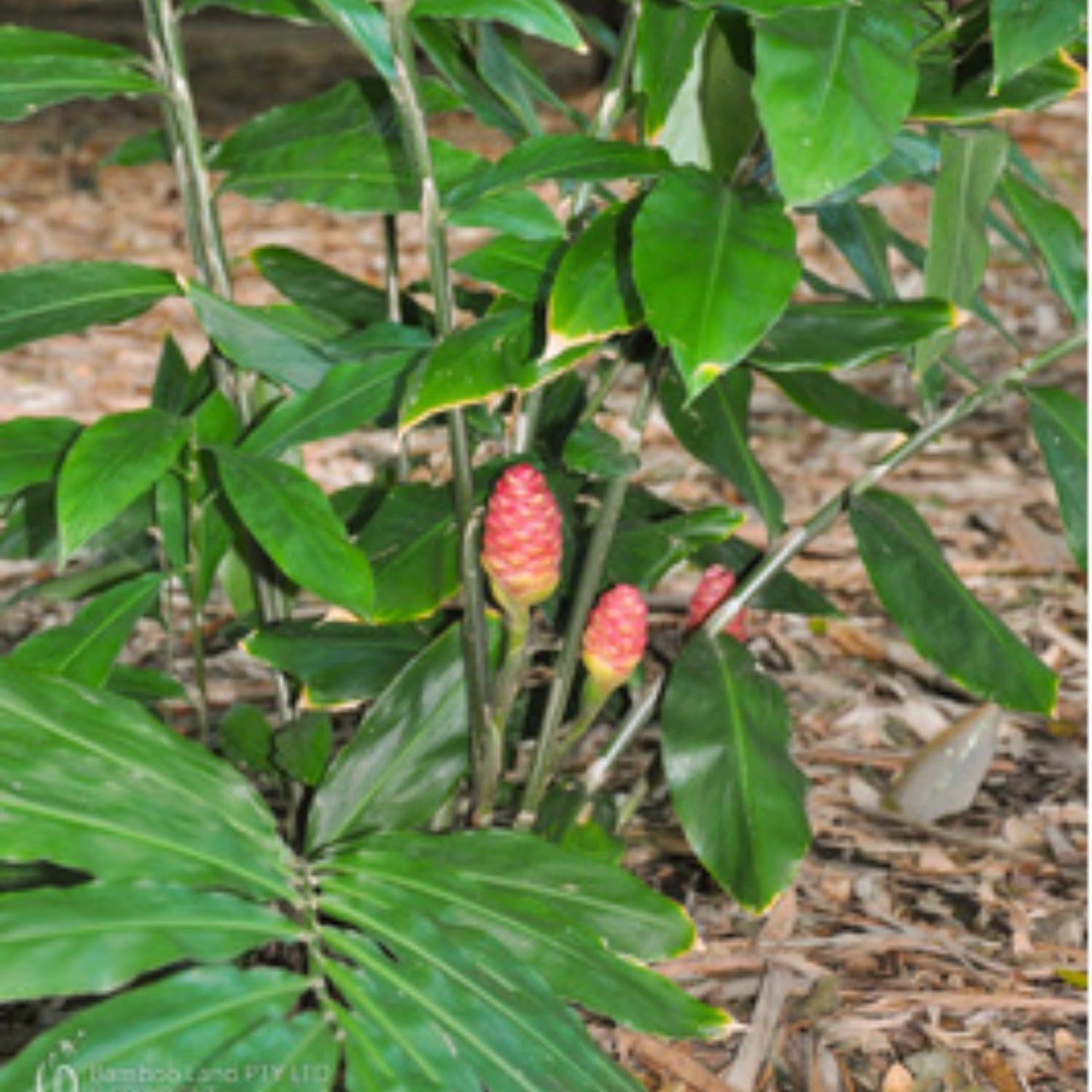 Pack 8 Awapuhi Shampoo Ginger Roots, Zingiber Zerumbet Pinecone Ginger Rhizomes to Grow
