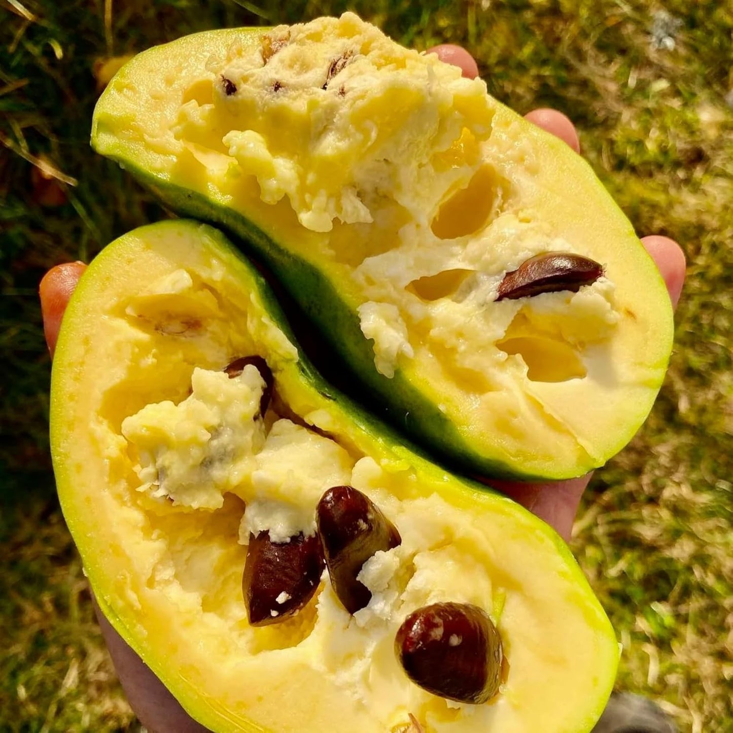 Paw Paw Tree Live Plant 6–12″ Tall, Hardy Paw Paw Plant, Sweet Pawpaw Tree for Outdoor or Container Growing