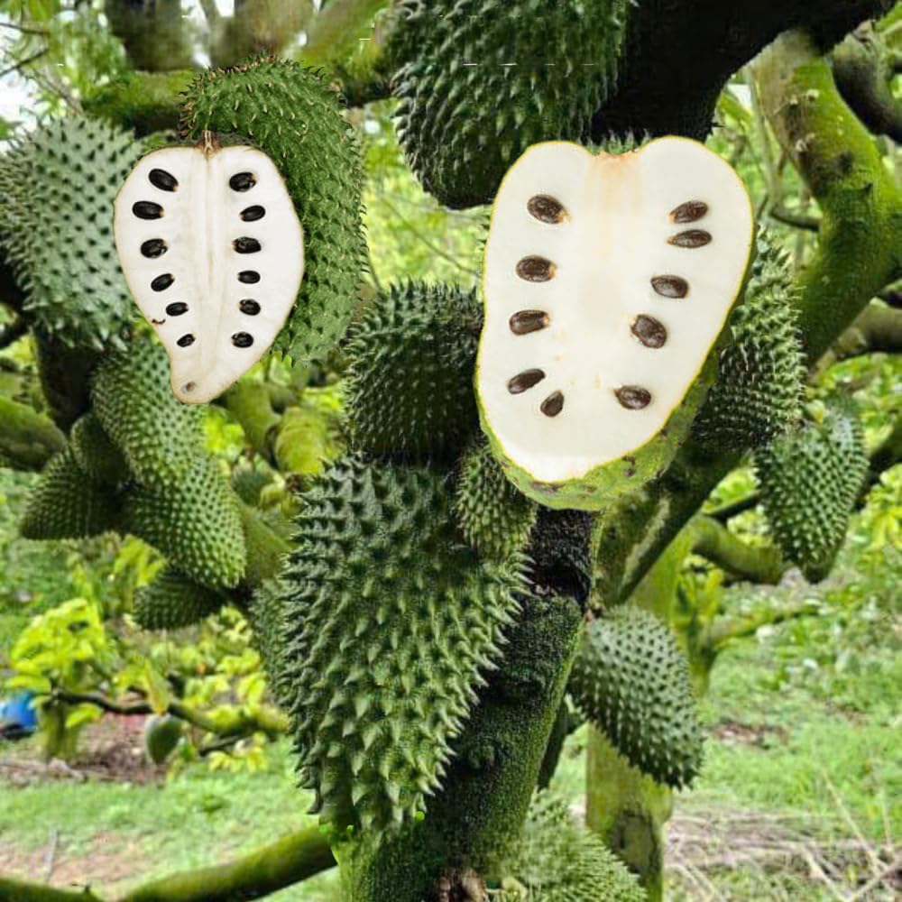 Sweet Giant Soursop Plant Live Tree, 2-3 Feet Tall, Ready to Bear Fruit, No CA, Outdoor Guanabana Annona Muricata Plants for Zones 10-11 Planting, 1 Gallon Potted