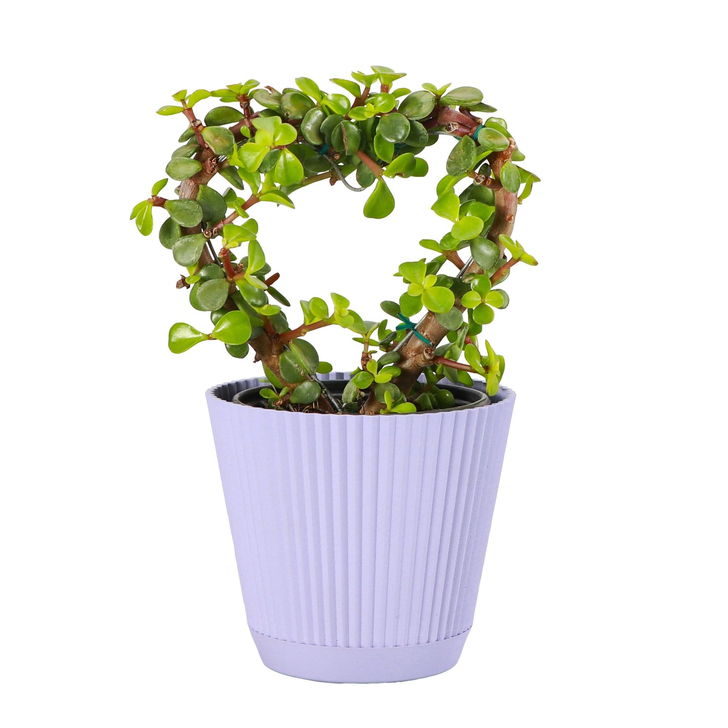 Thorsen's Greenhouse, Heart-Shaped Jade Bonsai Plant, Live Indoor Plant, Gift, Succulent Plant, 4-inch Diameter Pot (Lavender)