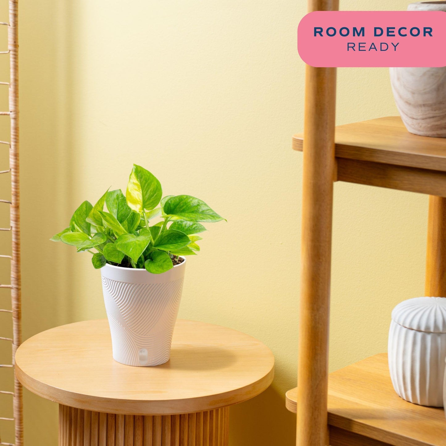 Costa Farms Lemon Top Pothos Live Plant in Self Watering Pot, Indoor Houseplant, Perfect for Home, Room, or Office Decor, Great House Warming or Birthday Gift, 10-12 Inches Tall