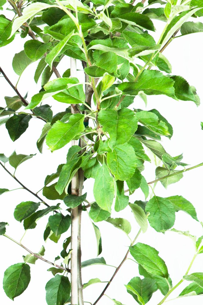 Perfect Plants Anna Apple Tree Live Plant, 4-5', Includes Care Guide