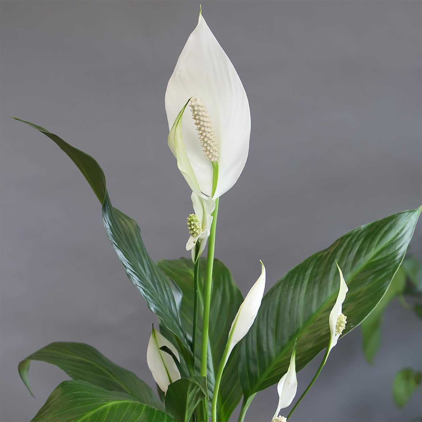 Altman Plants Peace Lily Plant Decor with 6 Inch White Plant Pot, Easy to Grow House Plant, Desk Plant & Office Plant, Easy Plant Gift, Air Purifying Plants Grow in Indoor Plant Potting Soil Mix