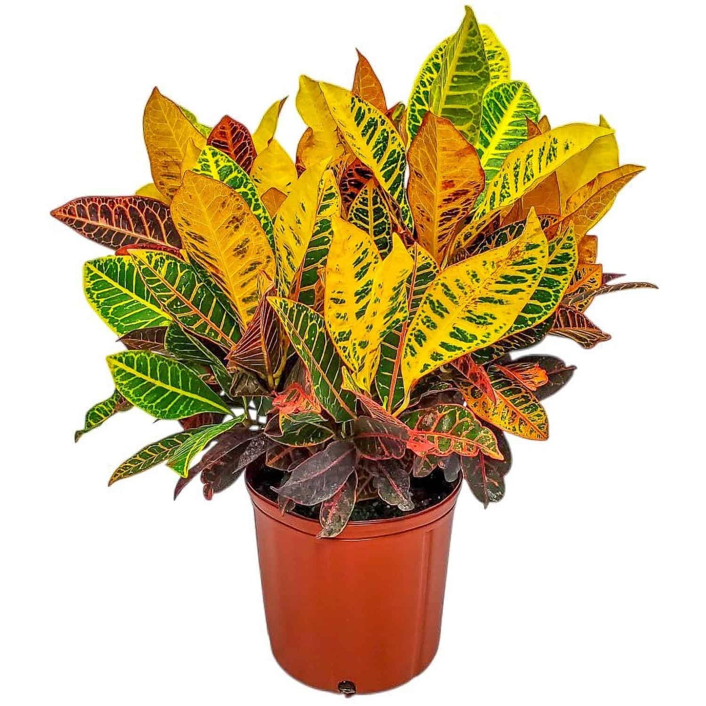 Croton Petra Plant - Tropical Foliage Plant Live - Overall Height 20" to 24" - Tropical Plants of Florida