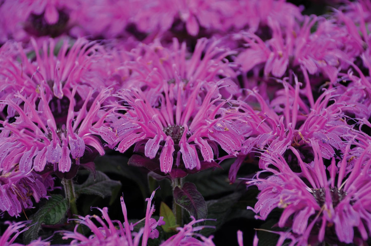 Live Plant from Green Promise Farms - Proven Winners, Monarda 'Leading Lady Plum' Bee Balm, Purple Flowers - #1 Gallon Size Container