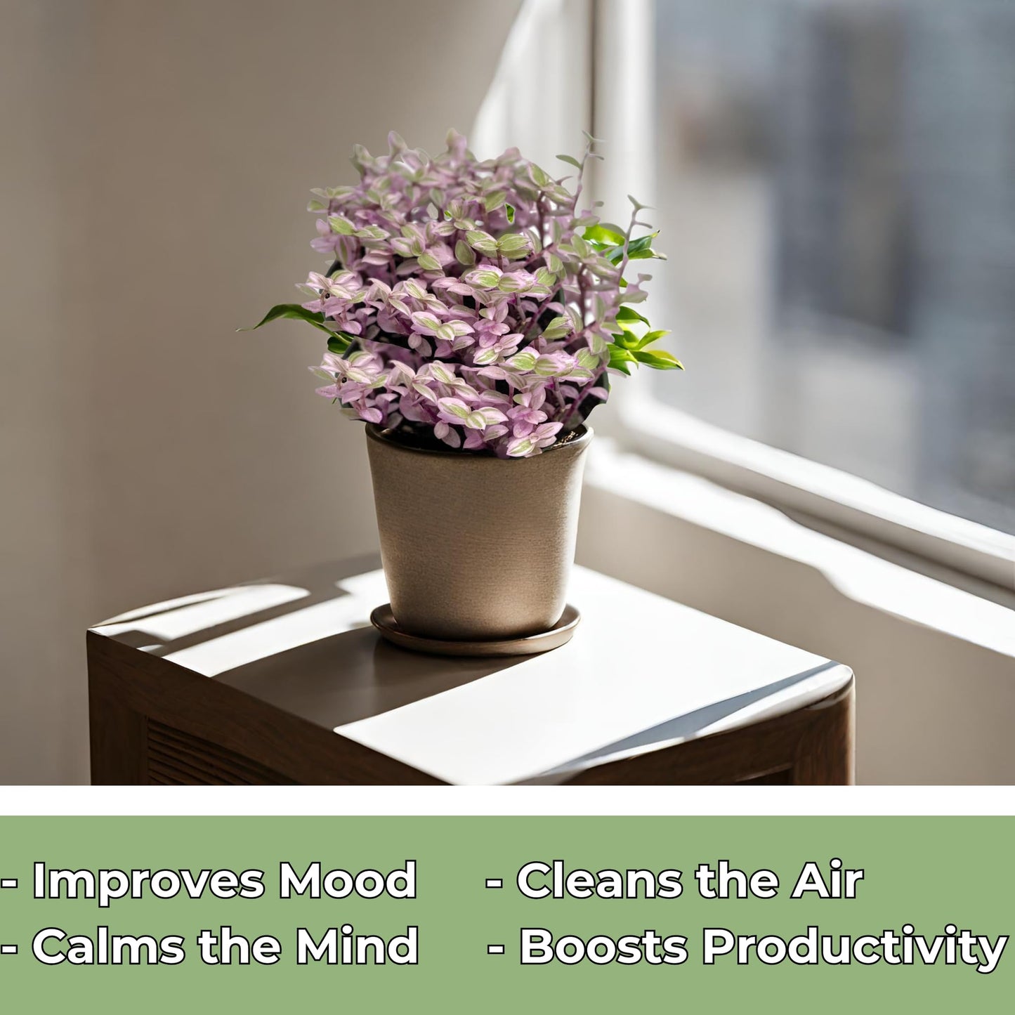 Live Succulents 4.5 Inch Pink Lady Callisia Repens with Hanging Basket - Turtle Vine Succulents Plants Live - Fully Rooted Easy to Grow Houseplants for Home Office Wedding Decor & Gift