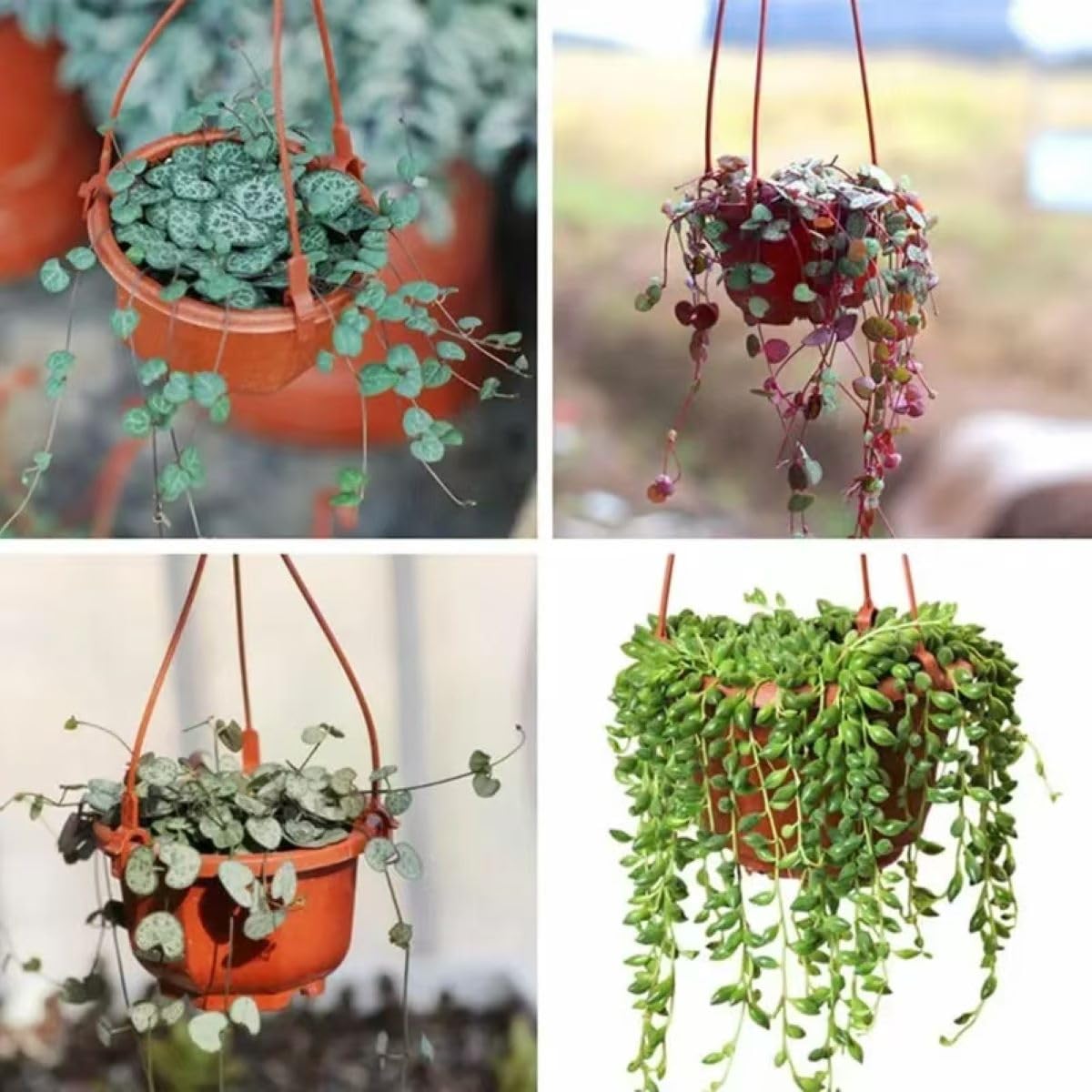 KYUQY Plastic Plant Pots, 4“ Wall Hanging Flower Pot Hanging Nursery Pots Plastic Orchid Pot for Outdoor Indoor Garden Decor (10PCS)