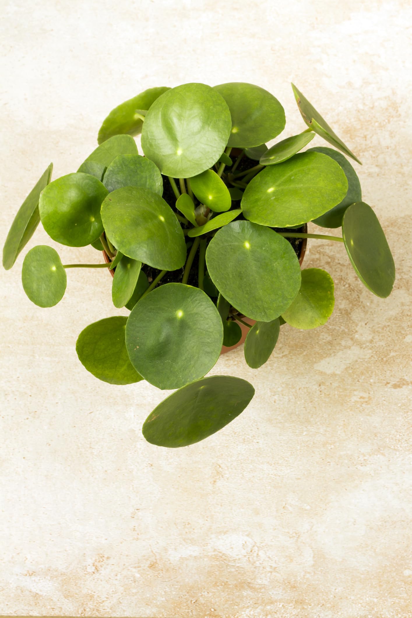 Hirt's Gardens Chinese Money Plant - Pilea peperomioides - 4" Pot
