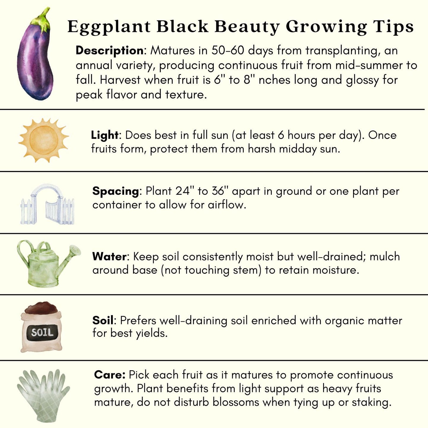 Clovers Garden Eggplant Black Beauty Plants - Two (2) Live Plants – Non-GMO - Not Seeds - Each 4" to 8" Tall – in 4" Inch Pots - Heirloom Variety, High Yield, Heat Tolerant