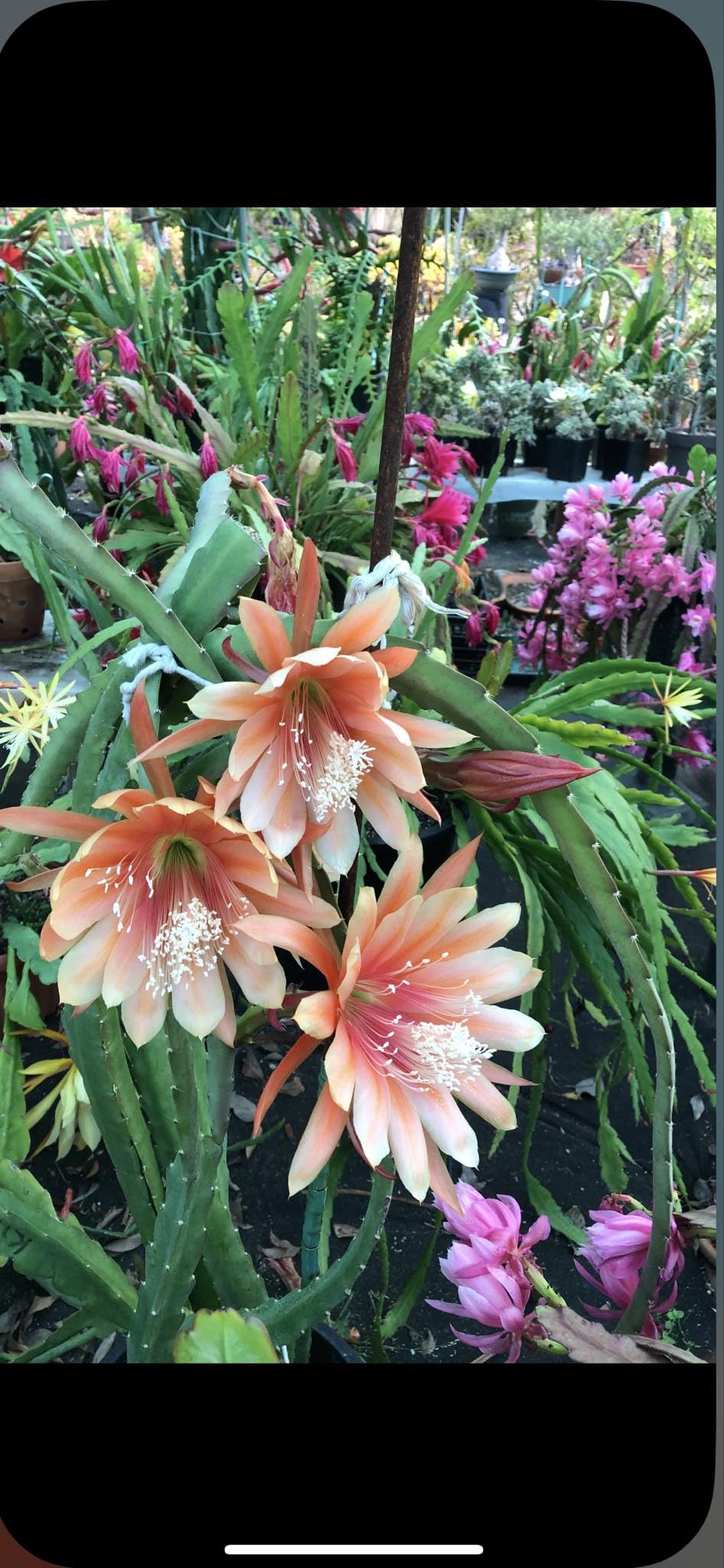 Organically Grown Fresh Stem Cuttings of Epiphyllum Orchid Cactus King Midas - Salmon Colors - Cutting About 8" ~ 10" Long with Printed Instructions