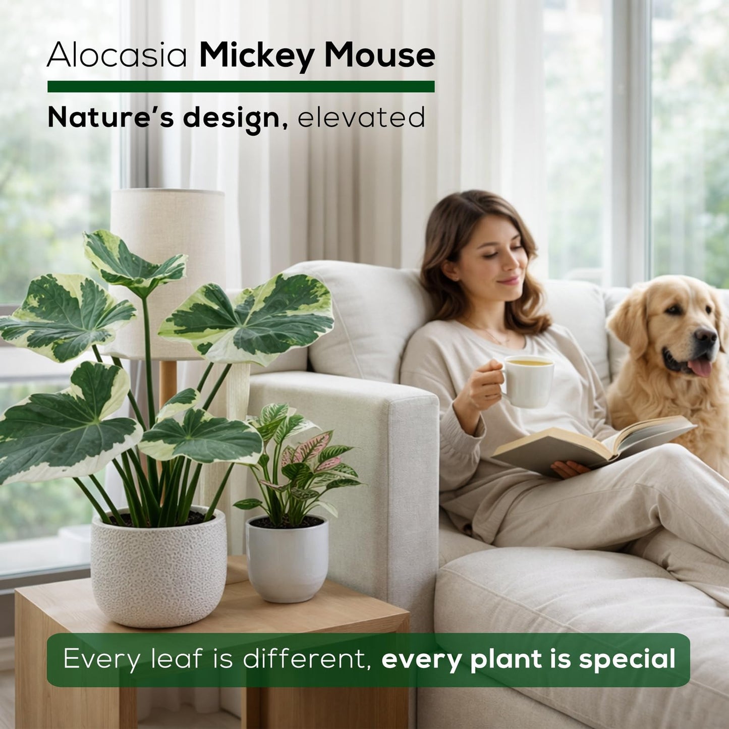 Alocasia Mickey Mouse (4 Pack) Live Plant,Rare Indoor Alocasia, Elephant Ear Houseplant,Unique Mickey Mouse Leaf Shape Plant,Tropical Houseplant Live, Starter Size Alocasia Plant for Indoor Home Decor