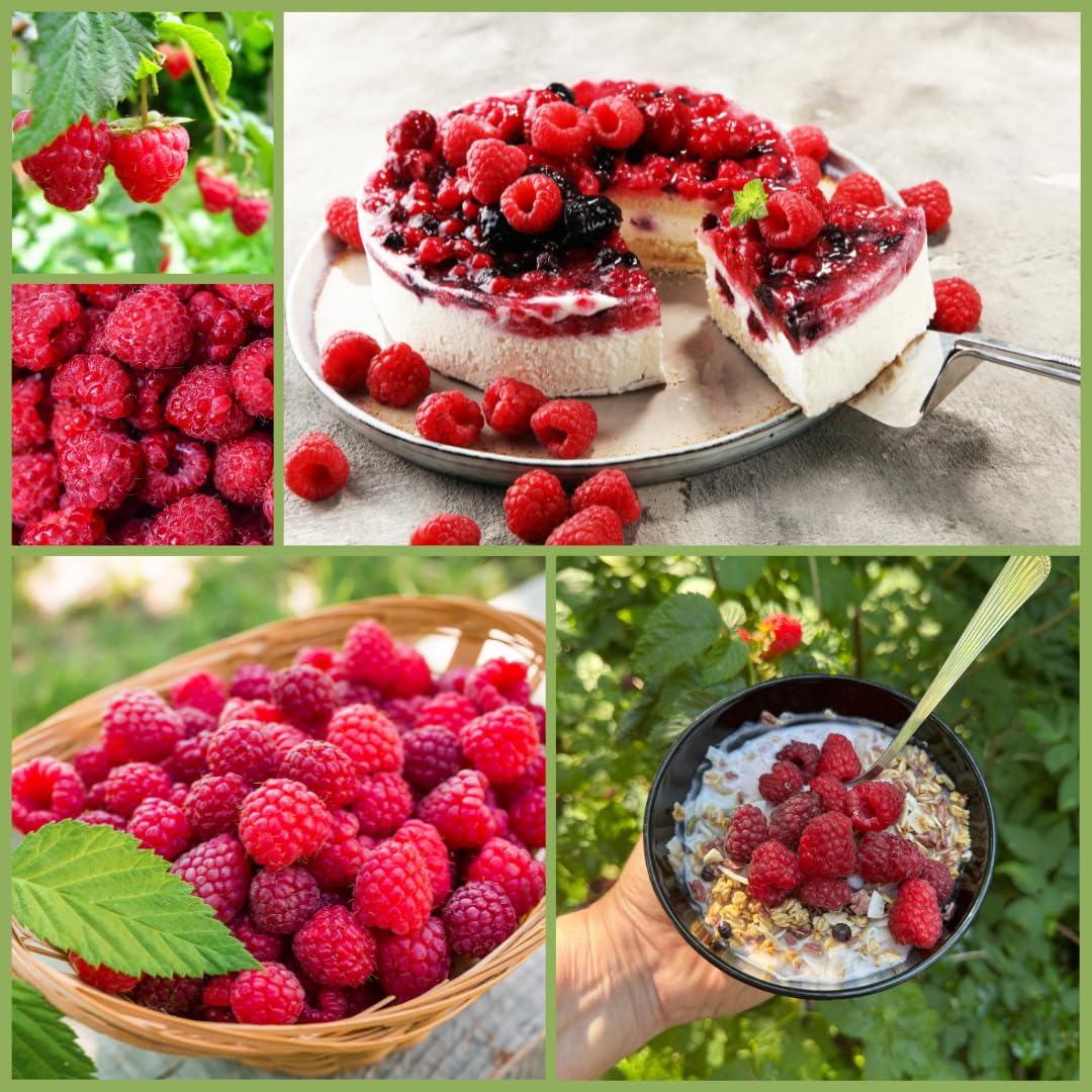 Live Red Raspberry Plant, Sweet Berries Plant, 3 Inch Pot, Ready for Planting