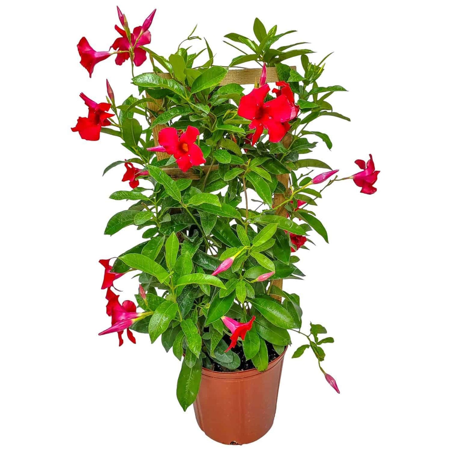 Mandevilla Live Plant - Trellis - Red Giant Flowering Mandevilla - Tropical Plants of Florida - Overall Height 36" (Plant Only)