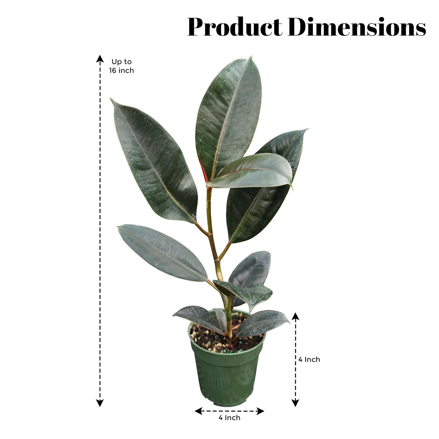 Bumble Plants Burgundy Ficus Elastica Black Rubber Plant [Winter Thermal Packaging Included] | Glossy Dark Green Leaves | Red Mid-Veins | Low Maintenance Unique Houseplants for Easy Indoor Gardens