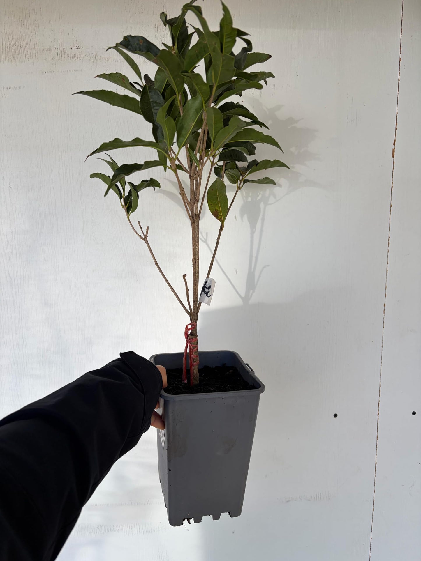 Dan GUI 丹桂/桂花 (Osmanthus fragrans) | Orange Sweet Osmanthus | Rooted Plant with Pot