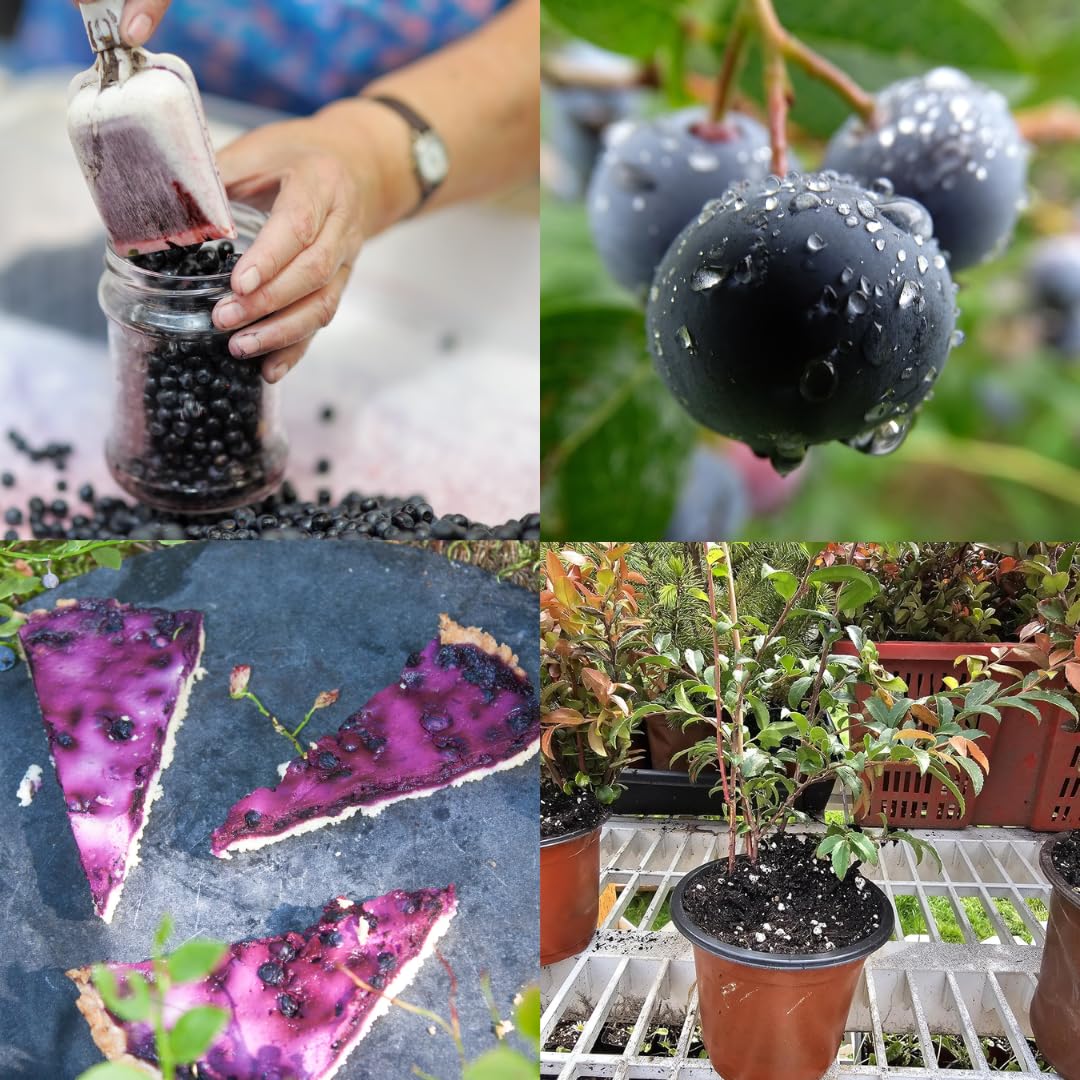 2 Black Huckleberry Trees Live Plants, Starter 4-6 Inc Tall in 4 Inc Pot, Well Rooted, Dormant, Huckleberries Blueberry Like, Sweet