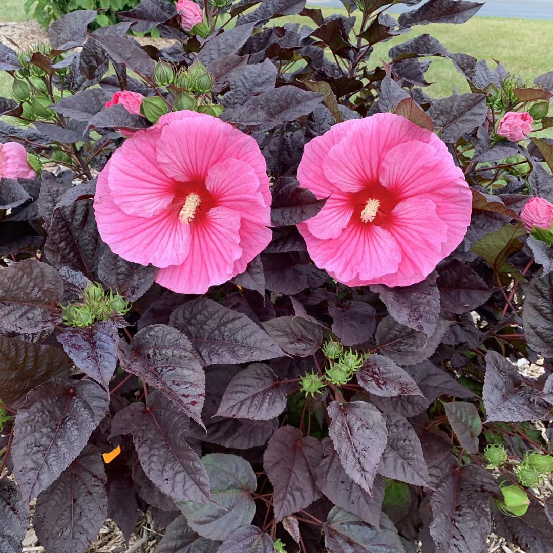 Cranberry Hibiscus Plant Live, Cold Hardy, Size 4-6" in Tall, Dormant in Winter, Spring Blooms, Hibiscus Trees Perennial Flower, No Pot
