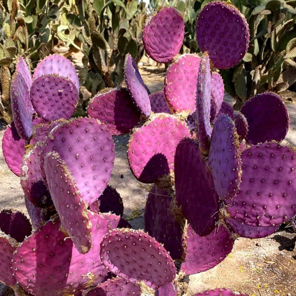 Purple Prickly Pear Cactus Live Plant in 3.5" Pot, Hardy Cactus Succulent with Purple Pads for Garden or Houseplant Decor