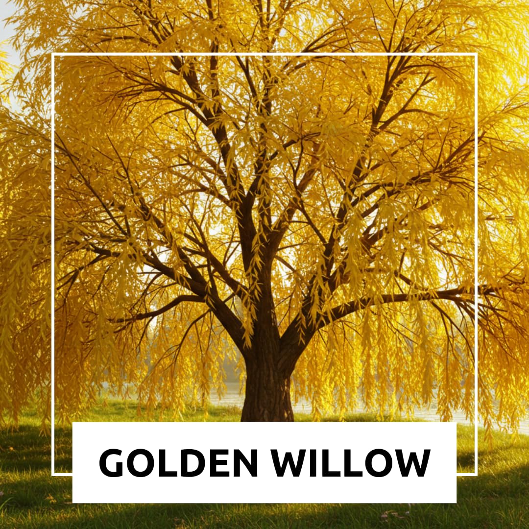 2 Golden Weeping Willow Trees - Ready to Plant - Live Plants - Beautiful Arching Canopy