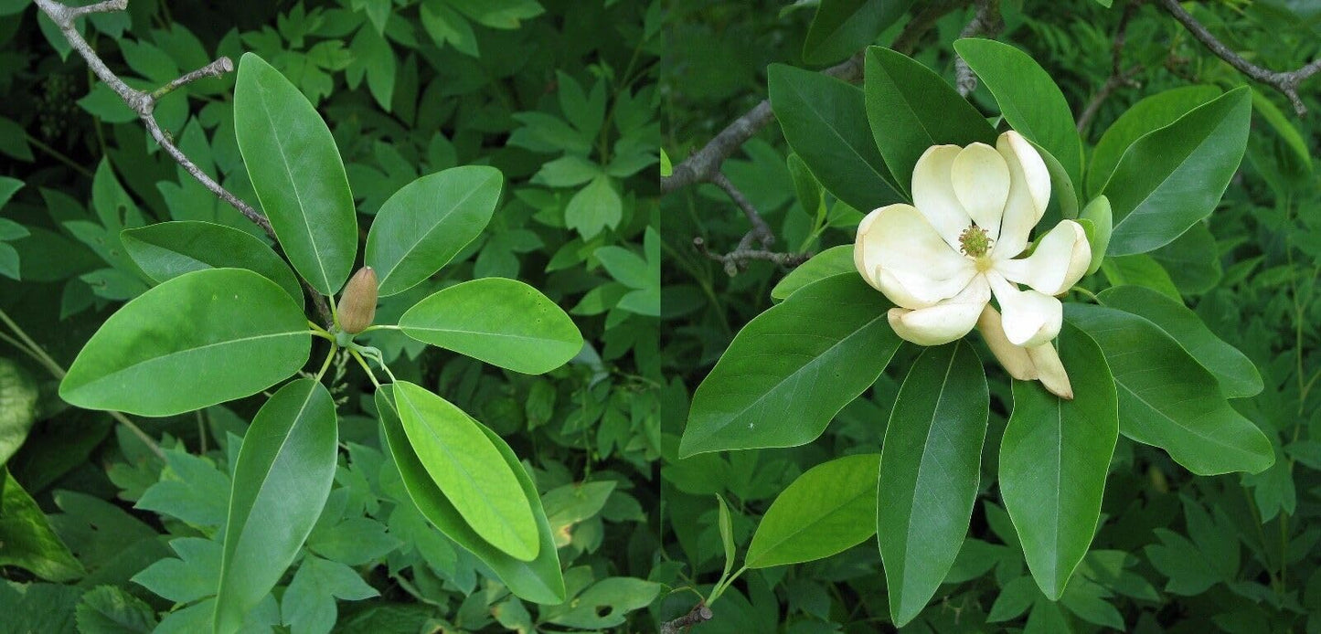 Sweetbay Magnolia Tree 10-18" Tall in a Quart Pot - Live Plant Magnolia