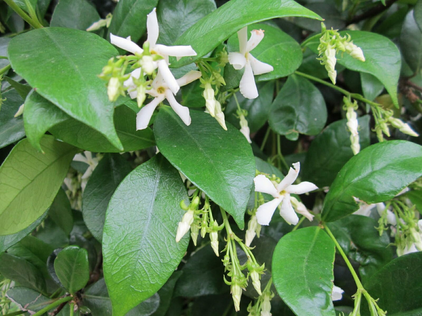 Live Plant - Confederate Star Jasmine Rooted Starter Plant Extremely Fragrant Vine