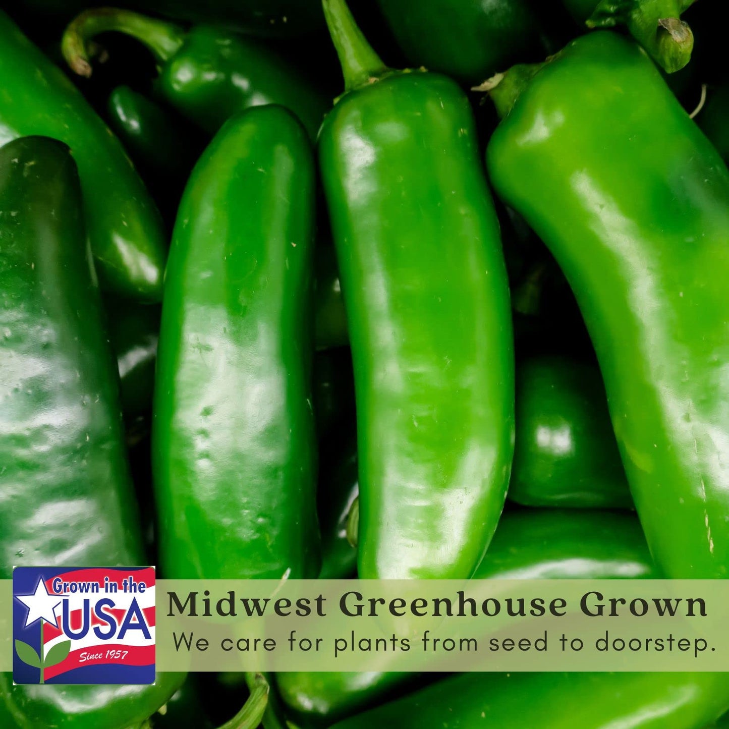 Clovers Garden Jalapeno Megatron Pepper Plants– Two (2) Live Plants – Non-GMO - Not Seeds - Each 4" to 8" Tall – in 4" Inch Pots – Mild Heat, Jumbo Fruit