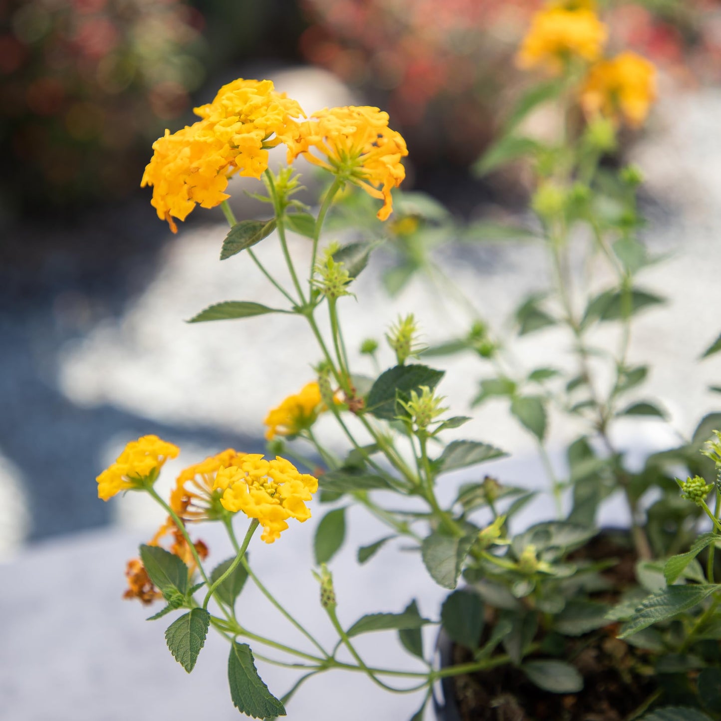 Multicolor Lantana Flowers (4 Pack), Easy Plant Care, Attracts Pollinators, Extended Bloom, Heat and Drought Tolerant, Real Flowers, Live Outdoor Flowering Plants