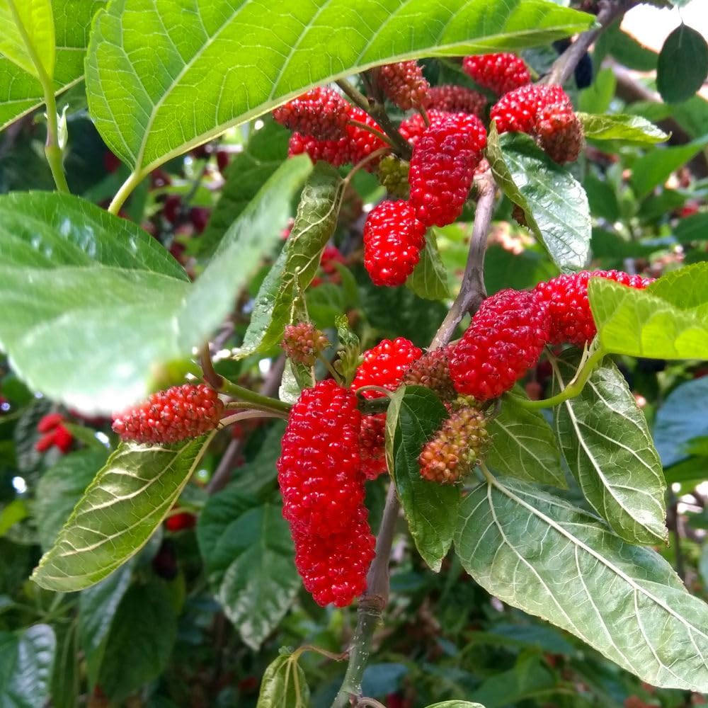 Red Mulberry Fruit Plant Live 6-8 Inches Tall, Sweet Mulberry Live Plant for Planting Outdoor Garden