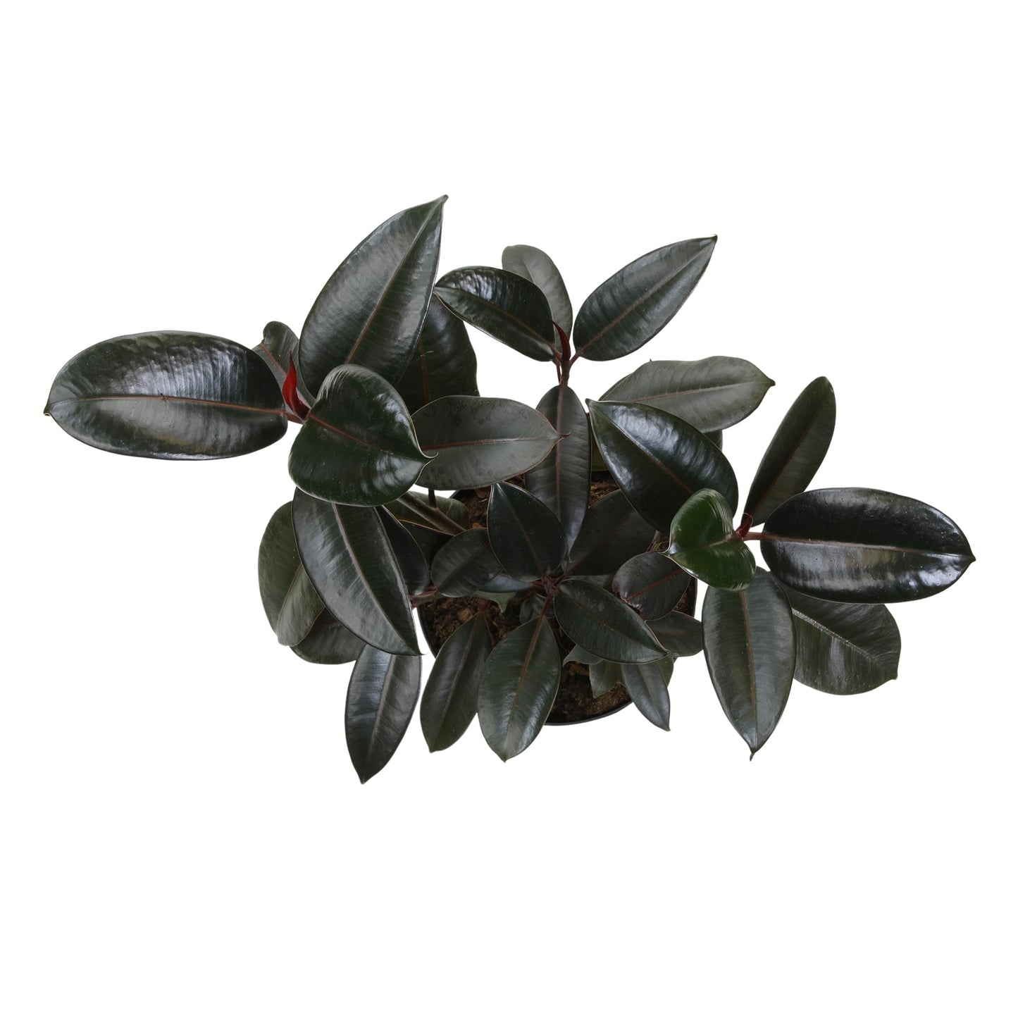 Live Ficus Burgundy, Ficus Tree, Rubber Tree Indoor Houseplant in 8 in. Grower Pot by Plants for Pets