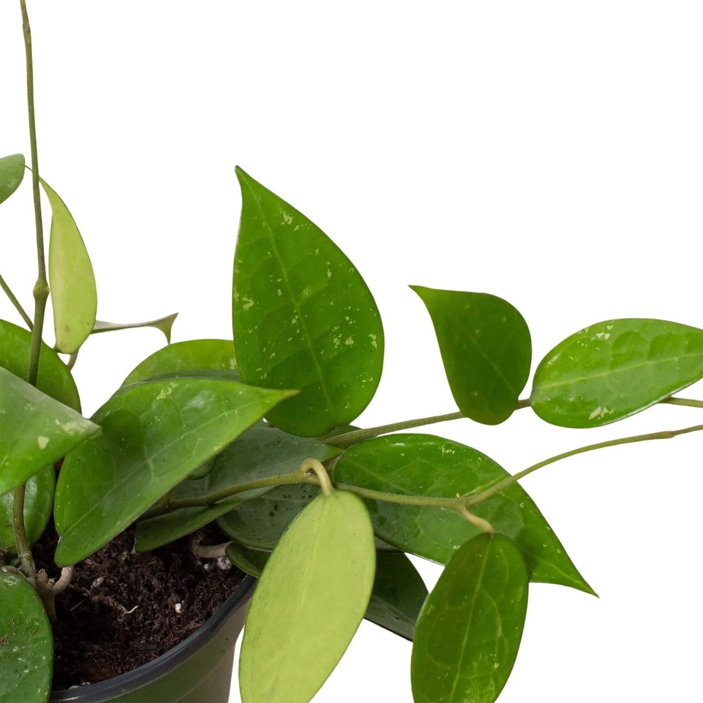 Hoya 'Black Margin' | Live Plant for Indoor & Outdoor | for Living Room, Office, Bathroom | (4" Pot)