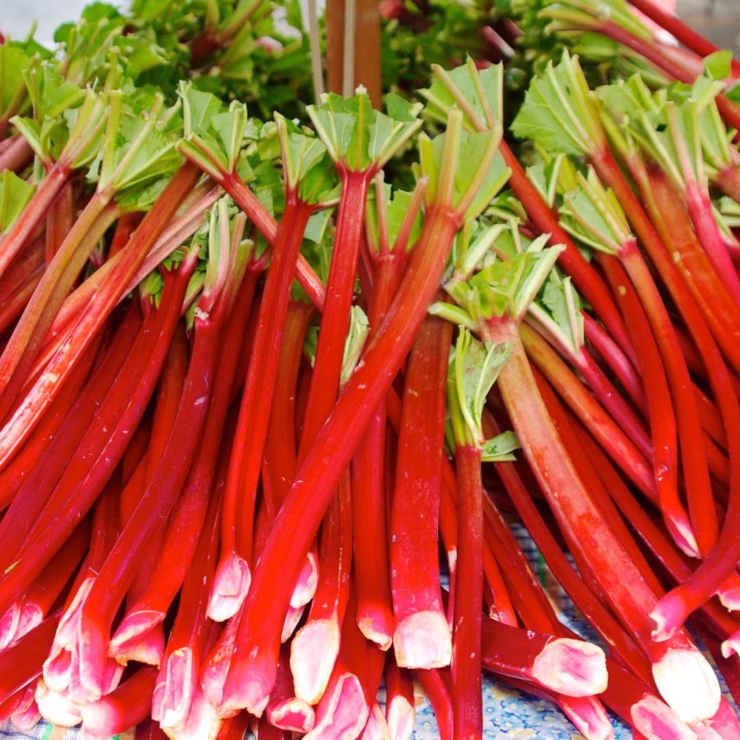 Large Rhubarb Plant Crown Division for Planting, Victoria Rhubarb Plant, Medium 4-6 Inch Root Starters, Low Maintenance Perennial for Landscapes and Pots