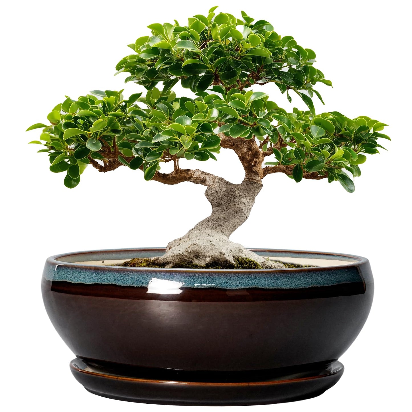 SQOWL Bonsai Planter 12 Inch - Ceramic Succulent Pots Large, Round Shallow Plant Pots Indoor with Drainage Hole and Saucer, Bowl Planter Outdoor for Flower, Room Decor, Housewarming Gifts, Blue-Brown