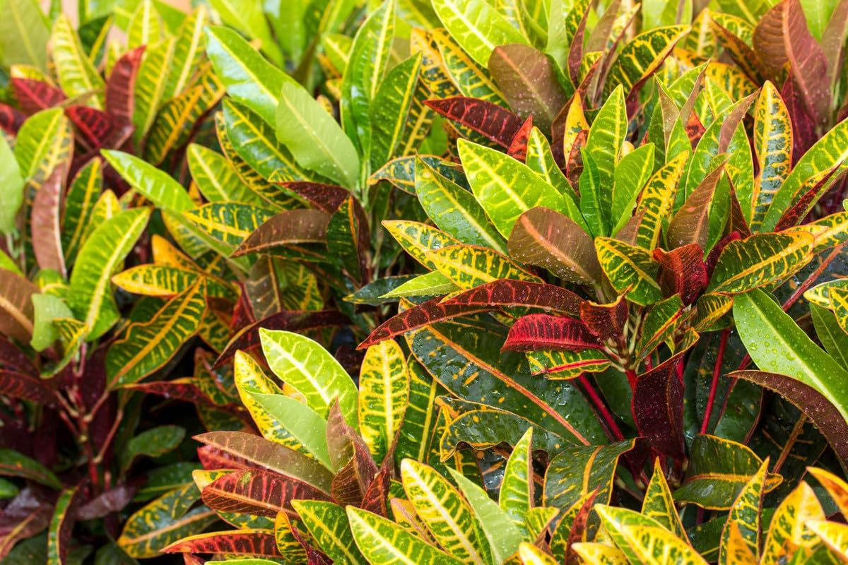 Croton Plant Live, 6 Inc to 8 Inc Tall Seedling, Croton Live Plant in Pot, House Plant for Garden