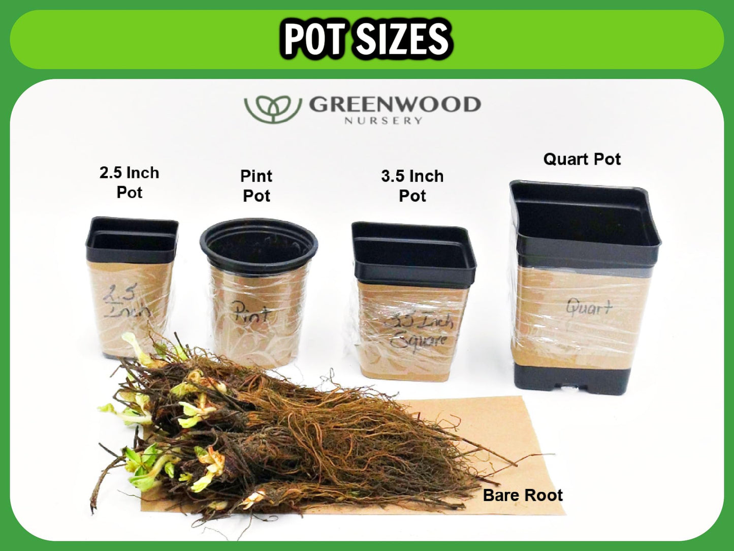 Greenwood Nursery: Live Trees - Sweetbay Magnolia + Magnolia virginiana - [Qty: 2X 2.5 Pots] - (Click for Other Available Plants/Quantities)