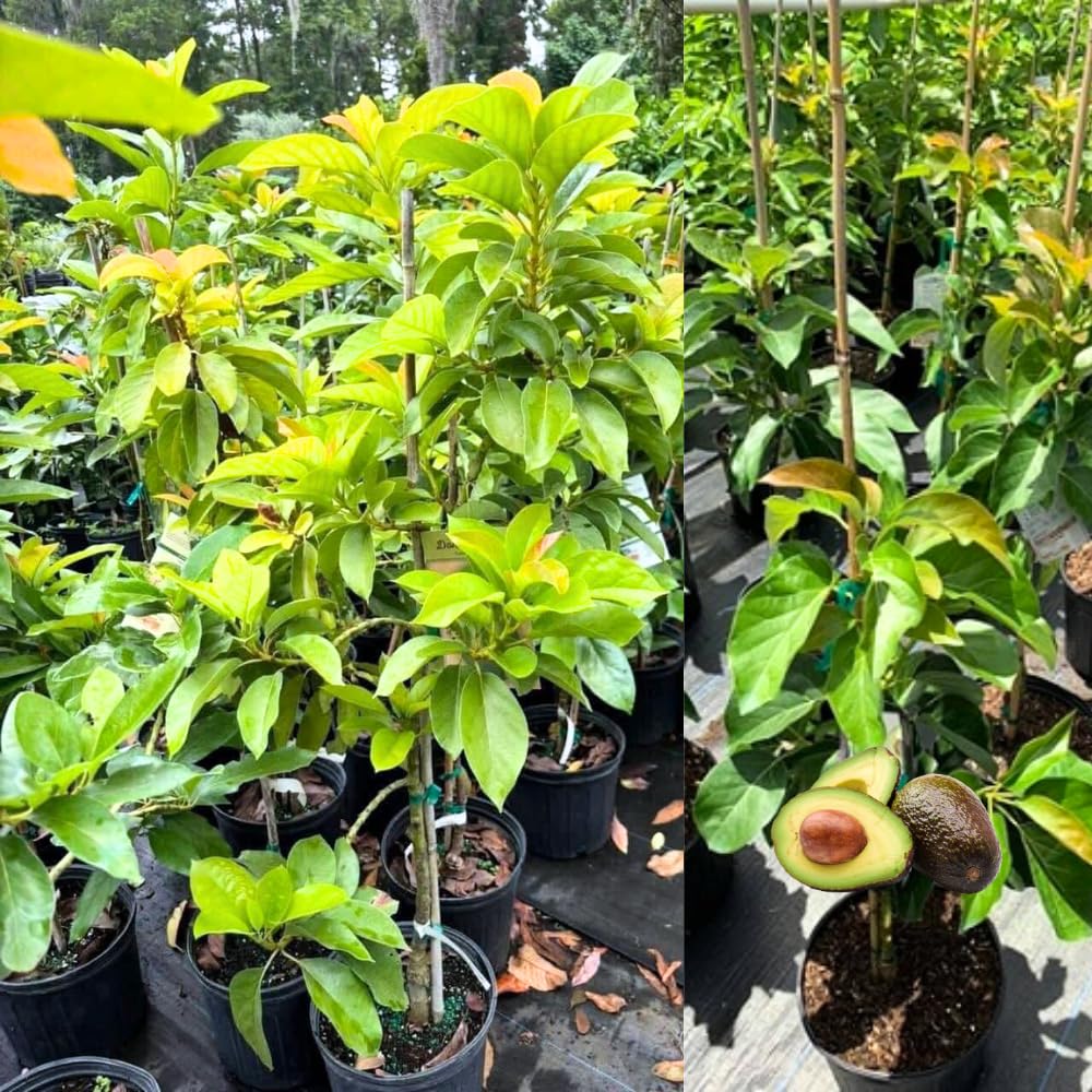 HASS Avocado Tree Live Plant in 3 Gallon Pot, 1-2 Feet Tall, High-Yield Grafted Avocado Fruit Tree for Planting, No Ship to CA, Very Hardy