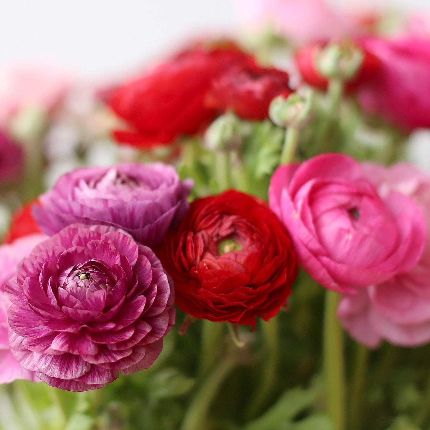 Easy to Grow Ranunculus Tecolote Very Berry Collection 30 Plant Bulbs - Spring Pink Purple & Red Blooms in Sun, Carlsbad Flower Fields, Good for Cutting