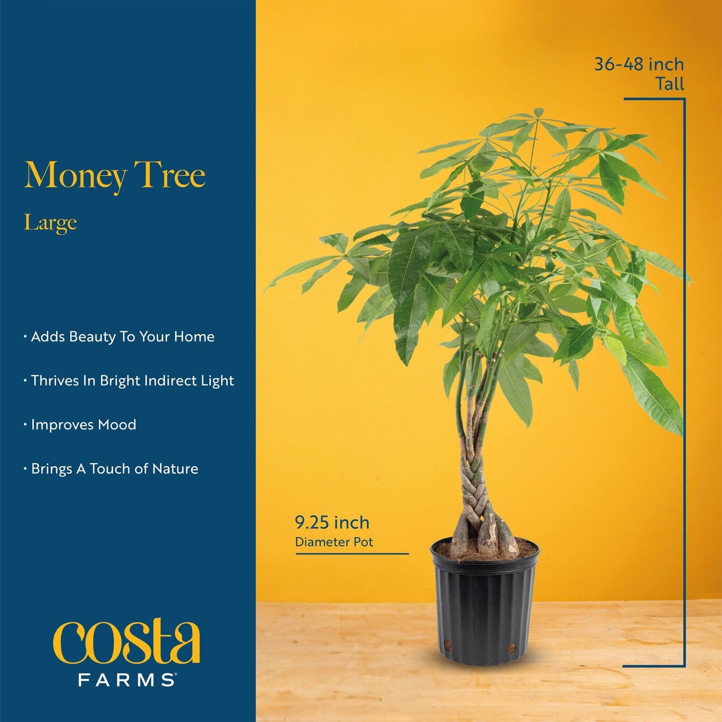 Costa Farms Live Money Tree (Pachira Aquatica), 3-4 Feet Tall, Large Indoor Plant with Braided Trunk, Easy Care Floor Plant in 10-Inch Decor Pot, Pet Friendly Housewarming Gift & Office Decor